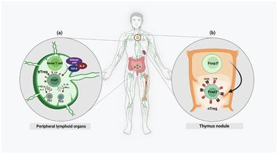 Immune regulation and therapeutic application of T regulatory cells in liver diseases